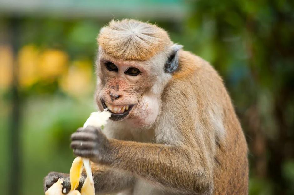 Tập cho bé ăn thô như thế nào?